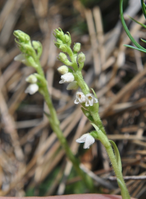 Goodyera repens